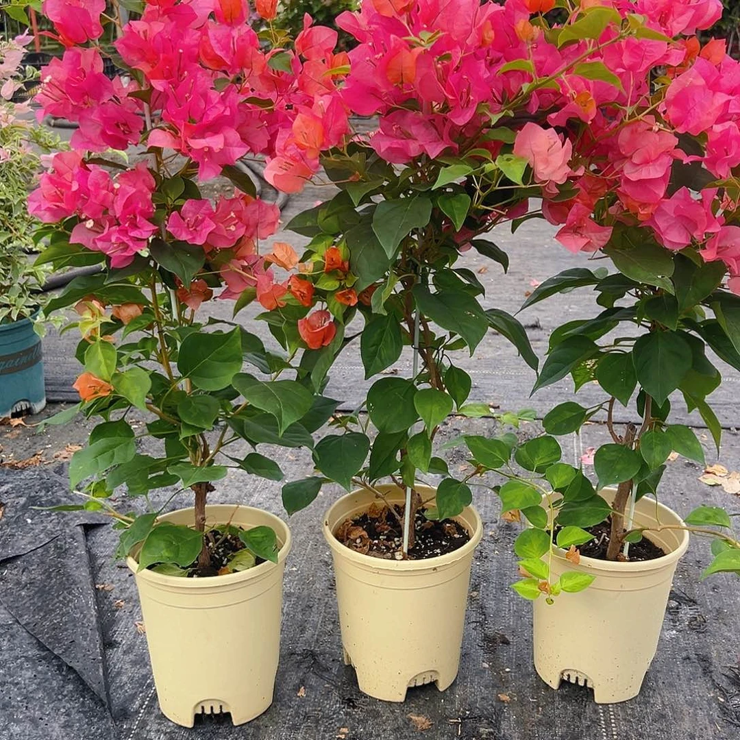 大部分花苞少量开放暗夕带竹一颗