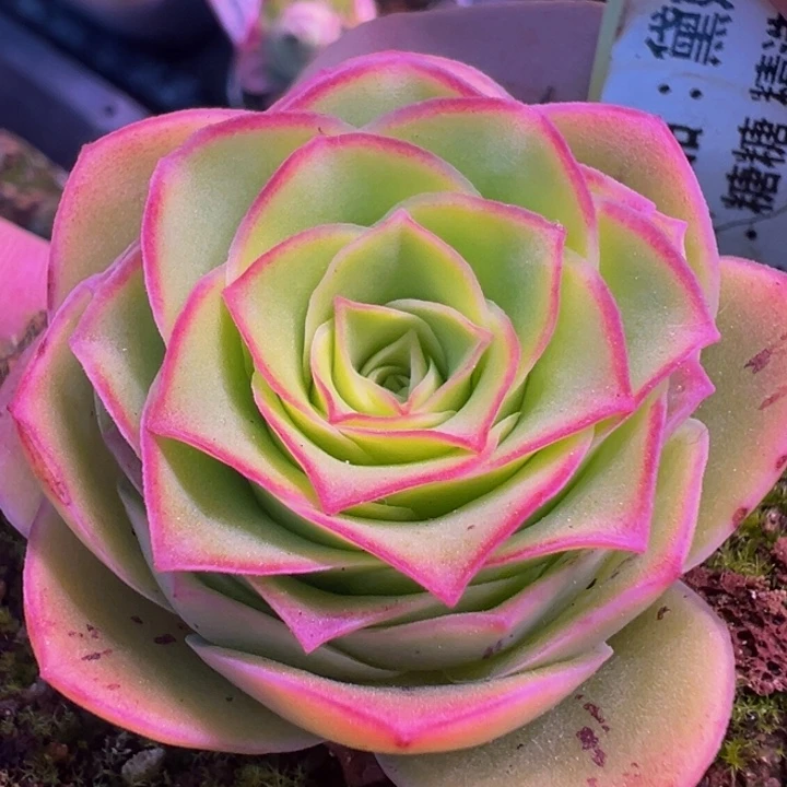 黛嫣 t622.    多肉