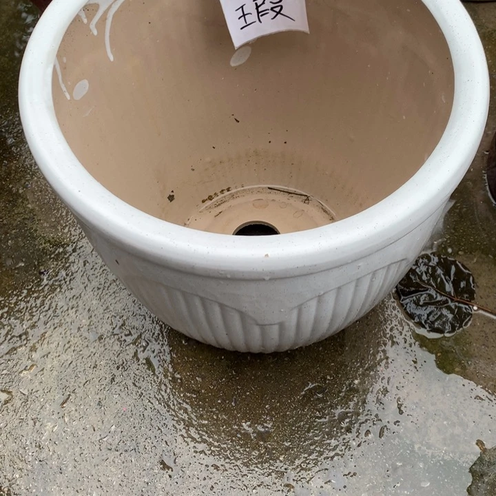 花盆里的小猫咪们都好可爱啊哈哈哈哈哈
