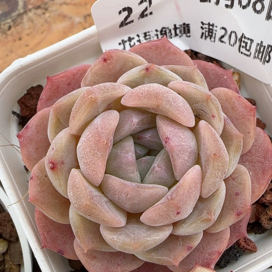 花语逸镜0208-22糖心