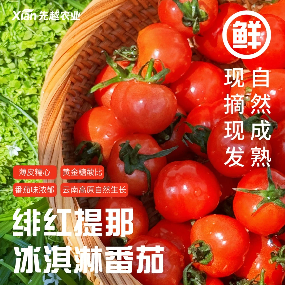 【小果】绯红提那冰淇淋番茄新鲜现摘自然熟酸甜可口当季顺丰包邮