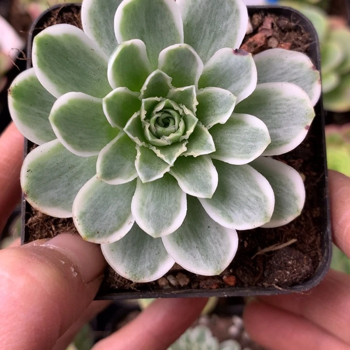 一物一拍星辰秋夕192