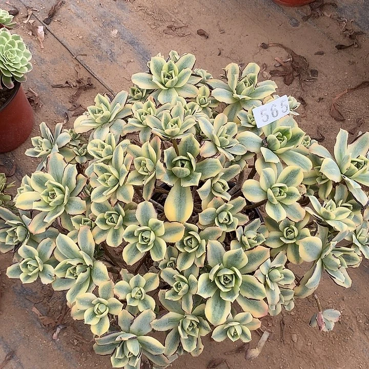多肉植物星爆565号