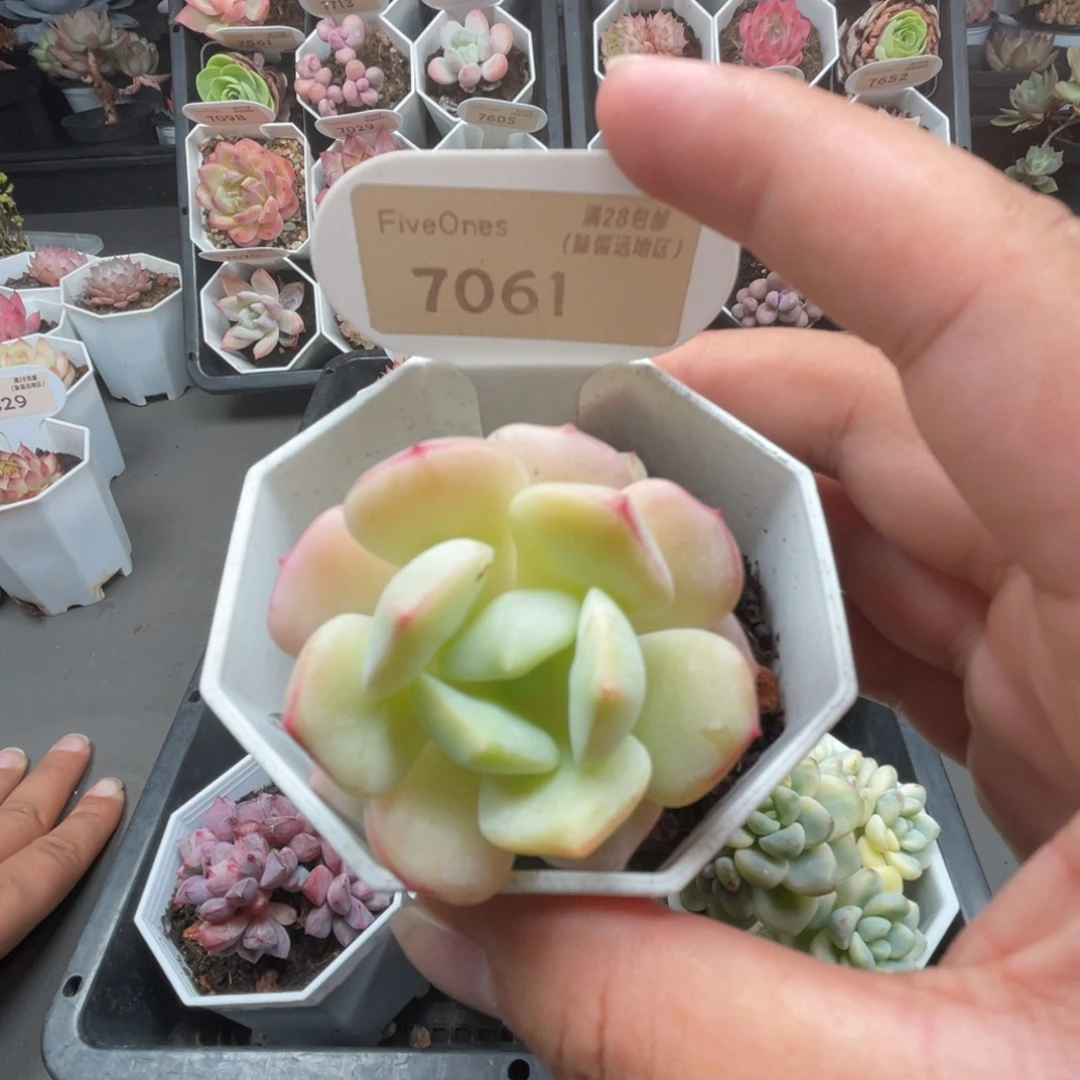 7061香草 4.5厘米