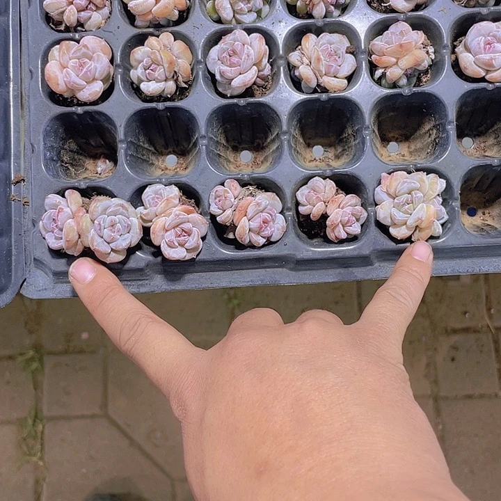 南***鸢5颗星影【满10颗包邮】