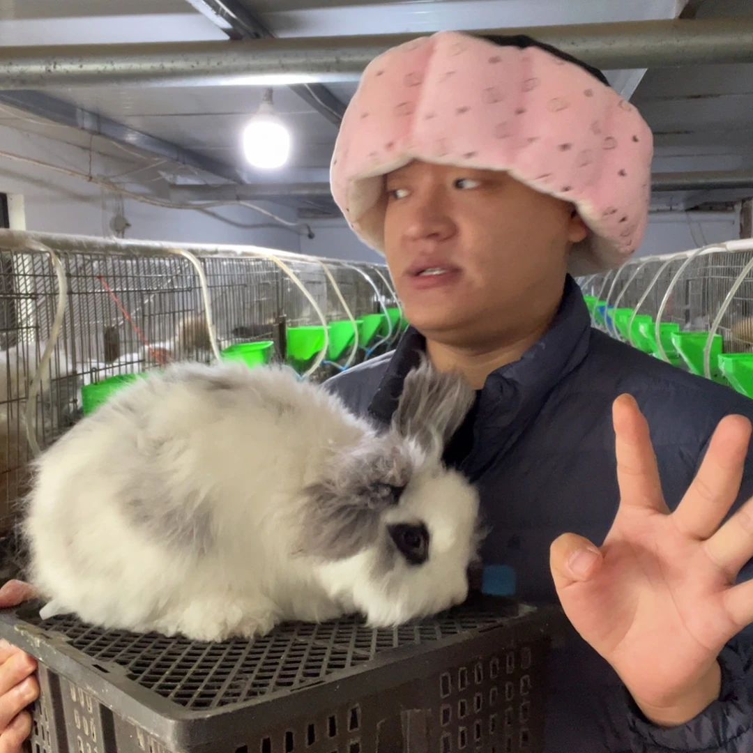 双血统英系安哥拉兔子