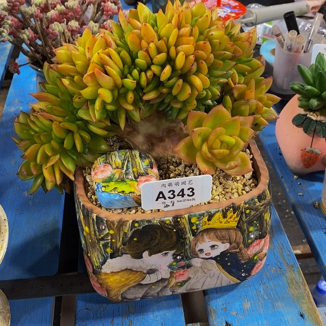 烧***球狮子王缀A343多肉发货