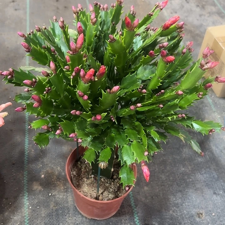 凤***凰当前无花栽培后可以开花