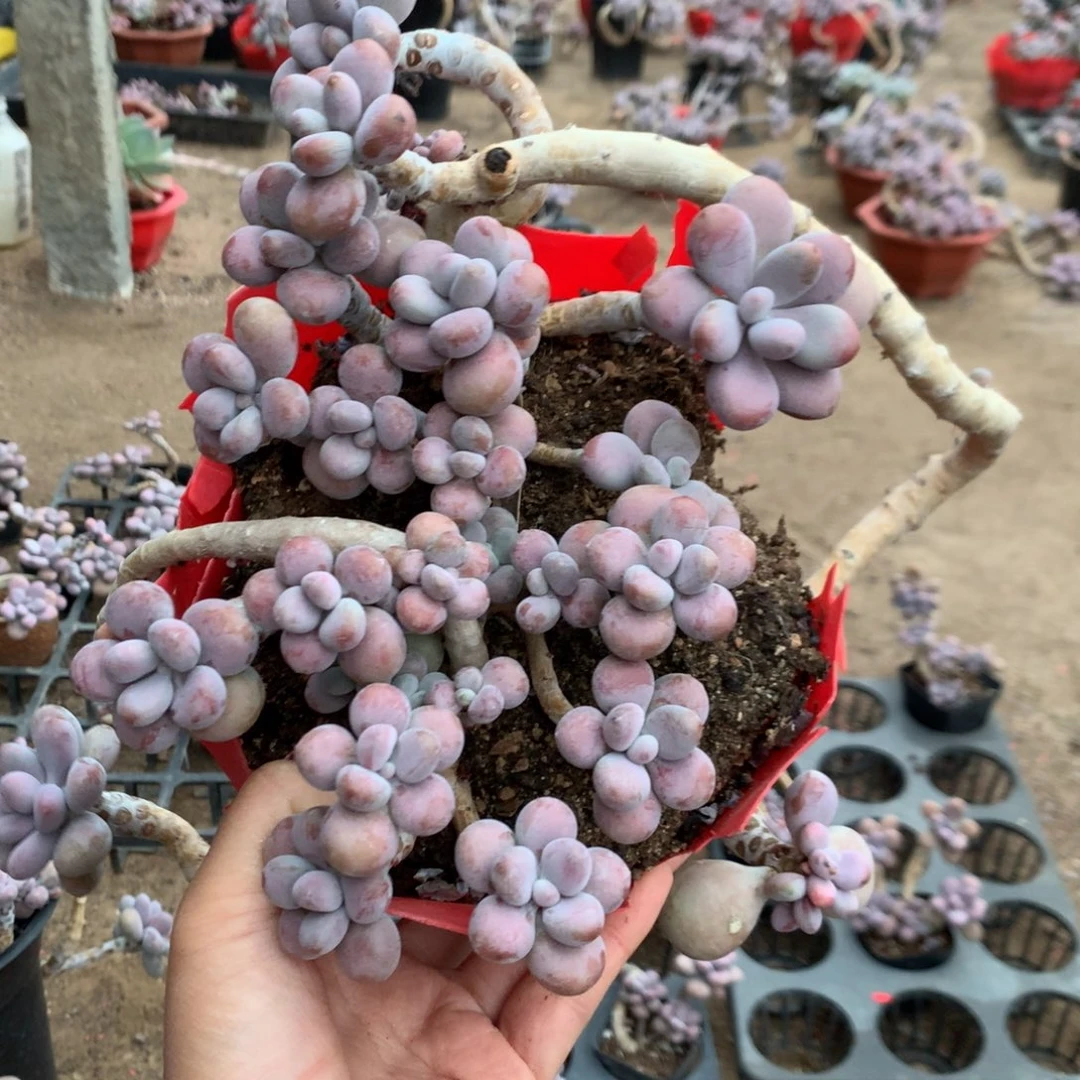 桃蛋老桩不带盆32号