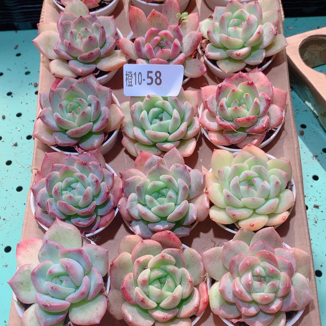 10-58一物一拍多肉带盆18颗