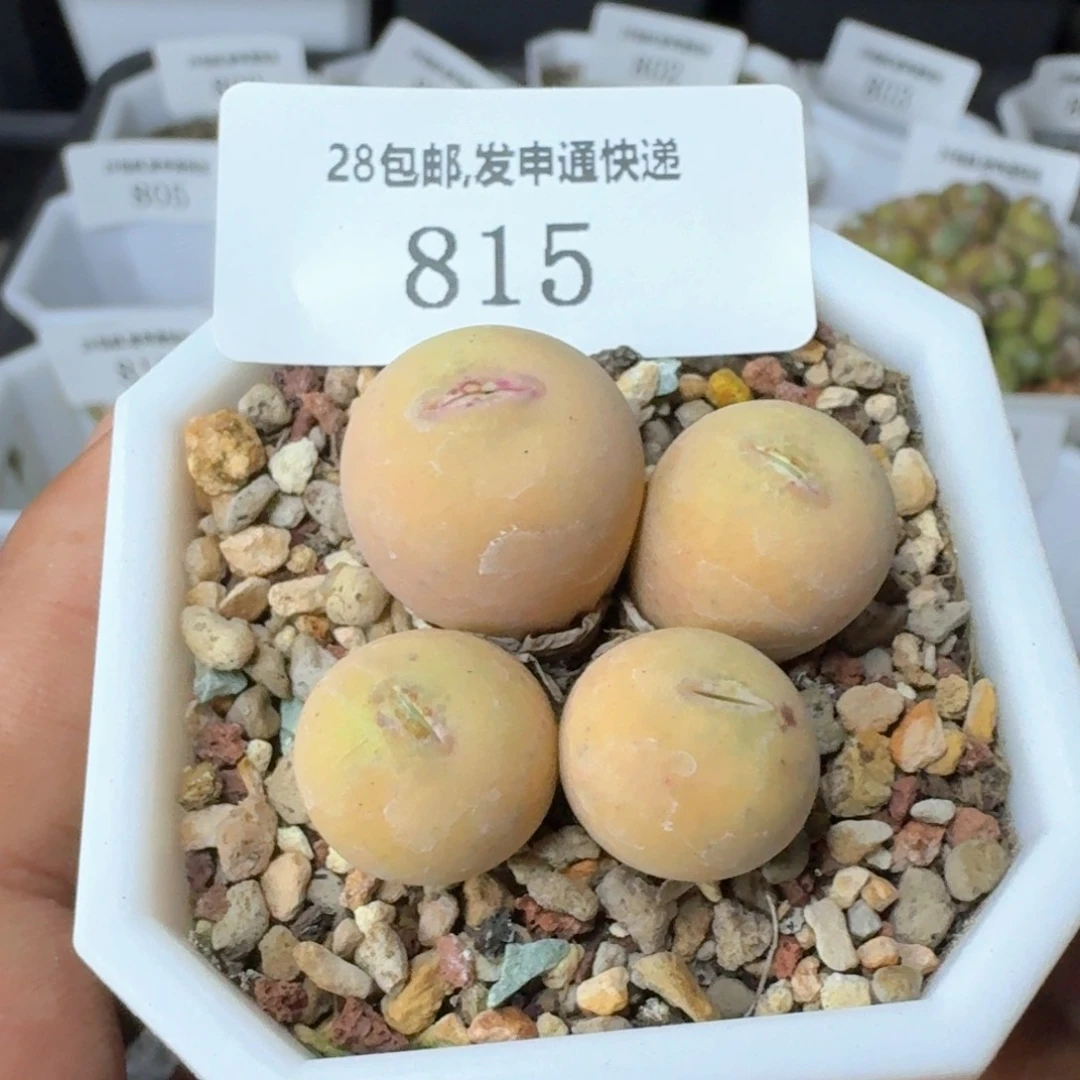 815 v嘴。