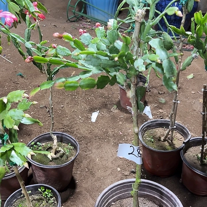 叶仙嫁接一层两色索菲亚红索和黄索带花架编号28
