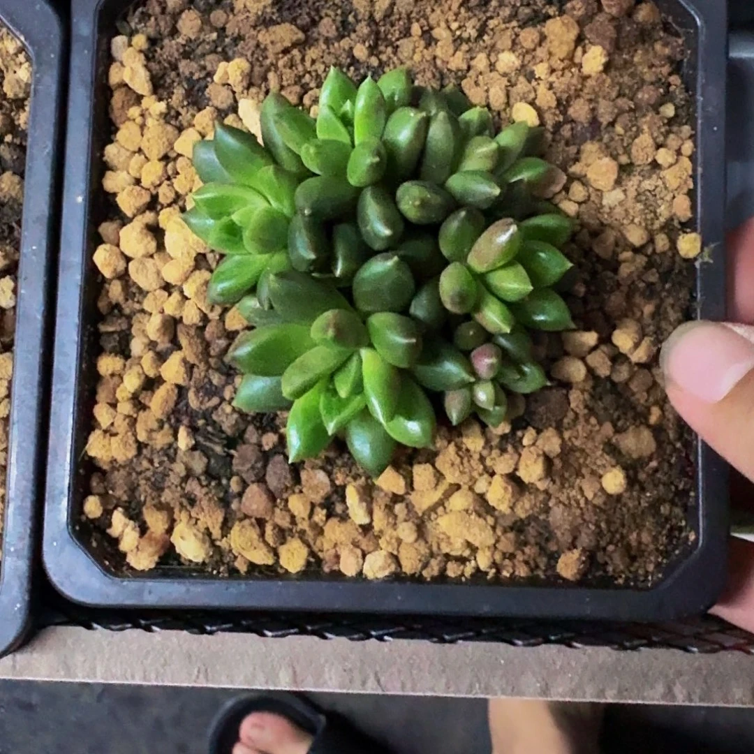 柏拉图 群生 一物一拍