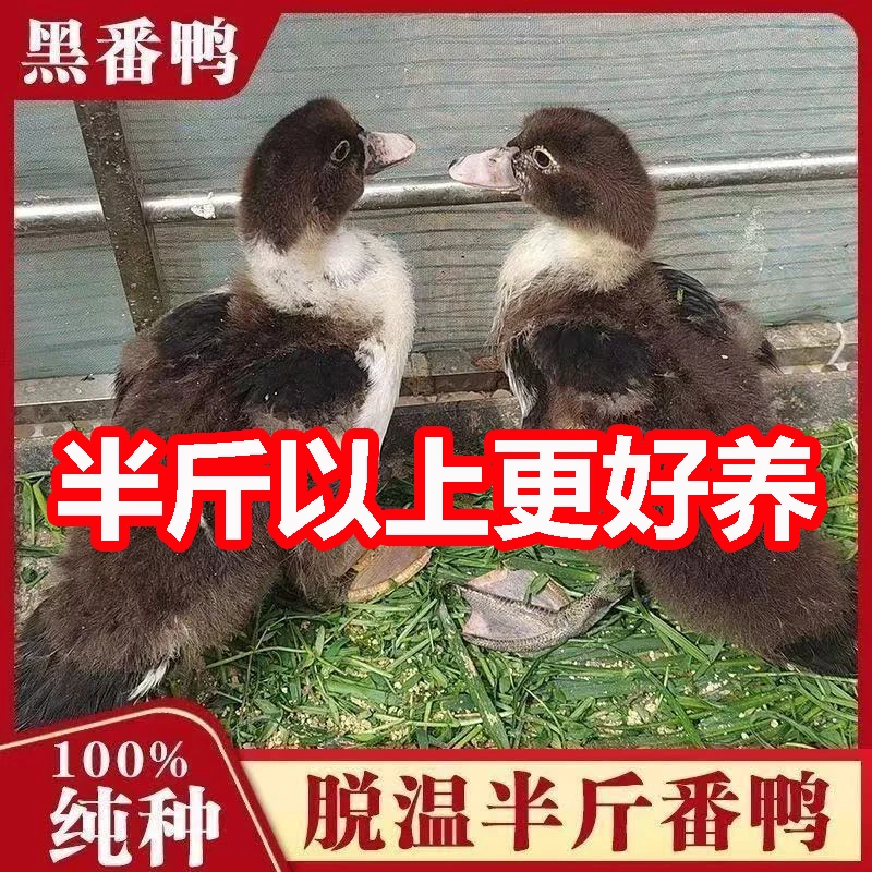 黑番鸭宠物鸭农场散养半斤左右发货（买8送1，公母直播间选发货）