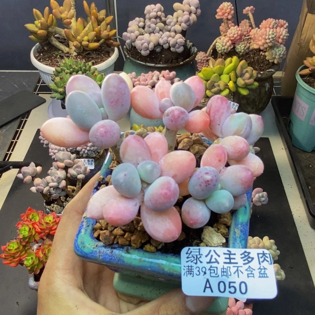 050香水手指奶多肉7c m