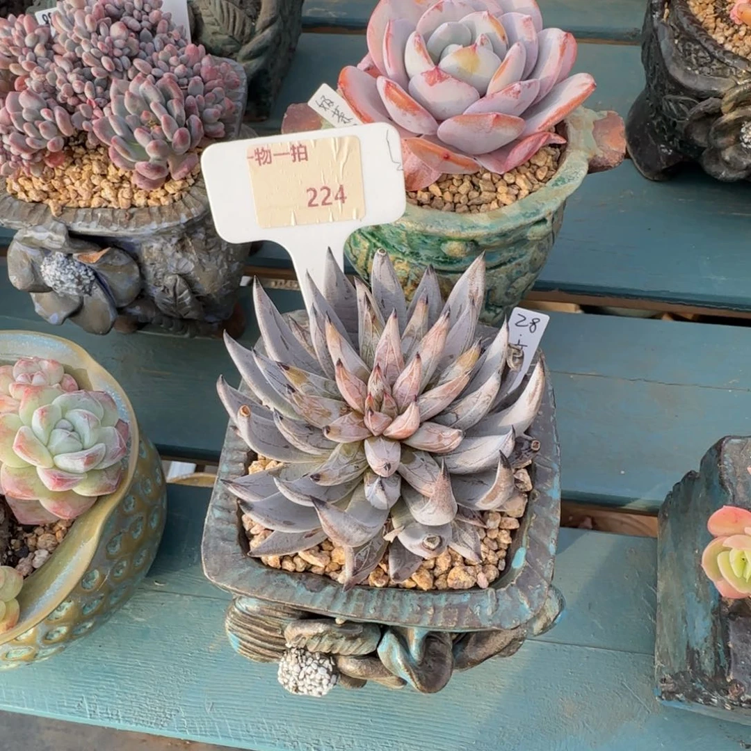 蓝***蓝解忧一物一拍224魔爪