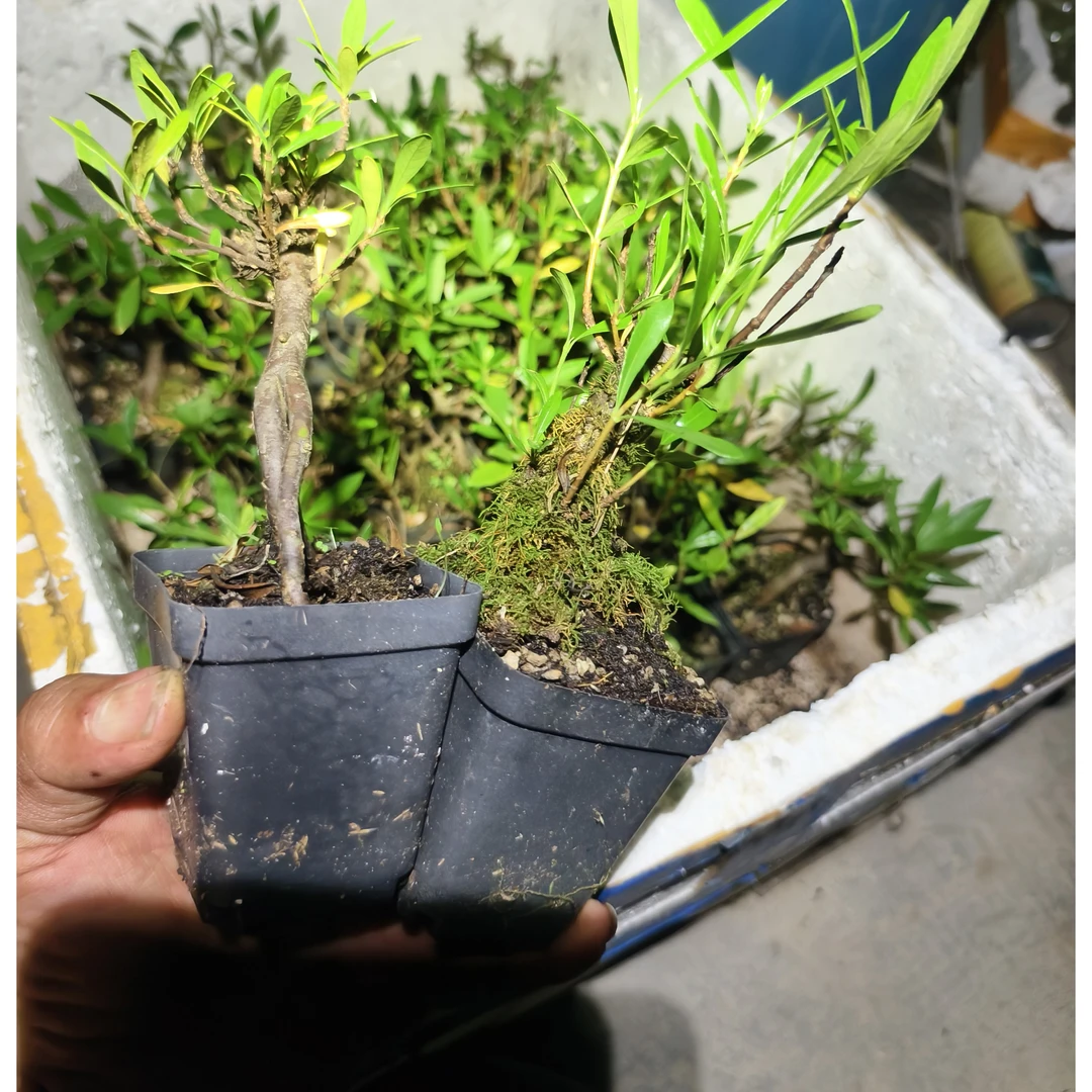 栀子花小老桩拍一发二，要图找客服拍照