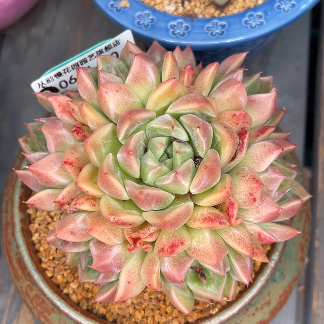 从前慢多肉精选编号0611.30