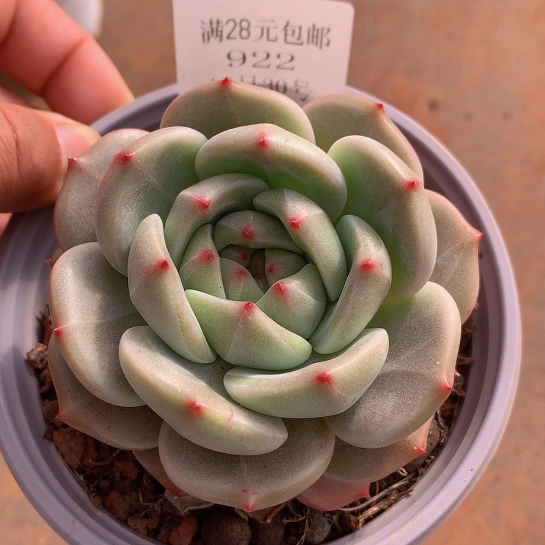 【闪购商品】云922号Q橙9厘米