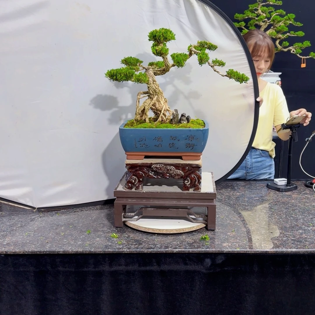 无花朵高端黄杨盆景艺术