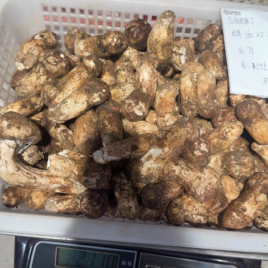 好***了青头菌中国大陆菌子