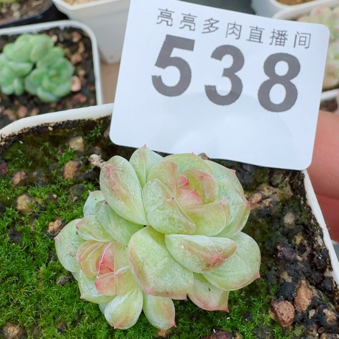 甜心秃子            精美多肉植物