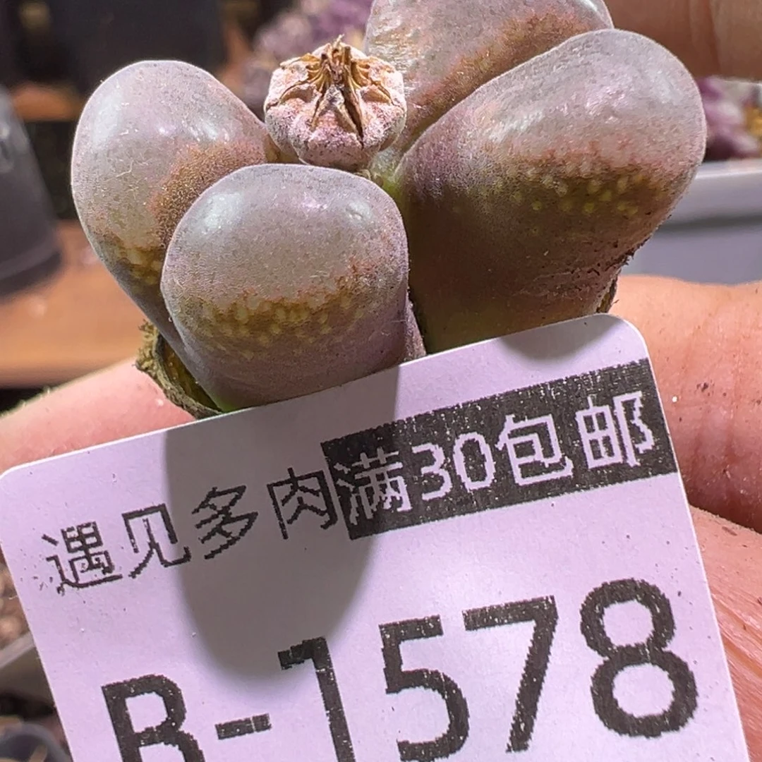 多肉植物111111111111