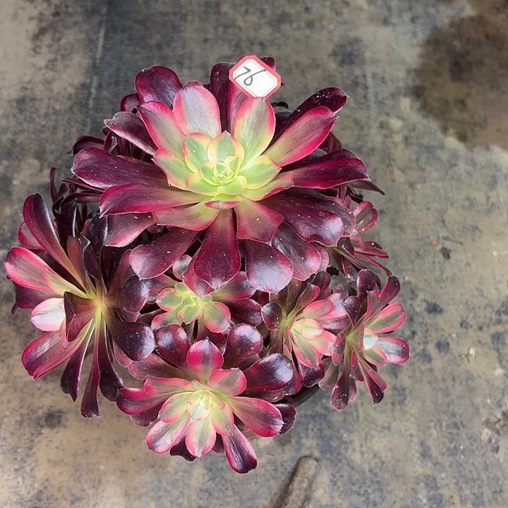 美杜莎76多肉植物