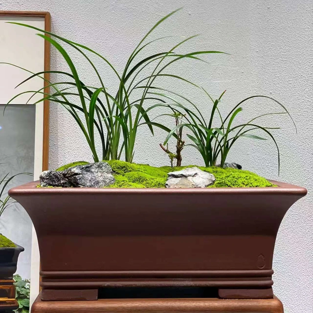 【一物一拍】国兰名品默认裸根发货建兰春兰寒兰莲瓣兰墨兰春剑秋榜