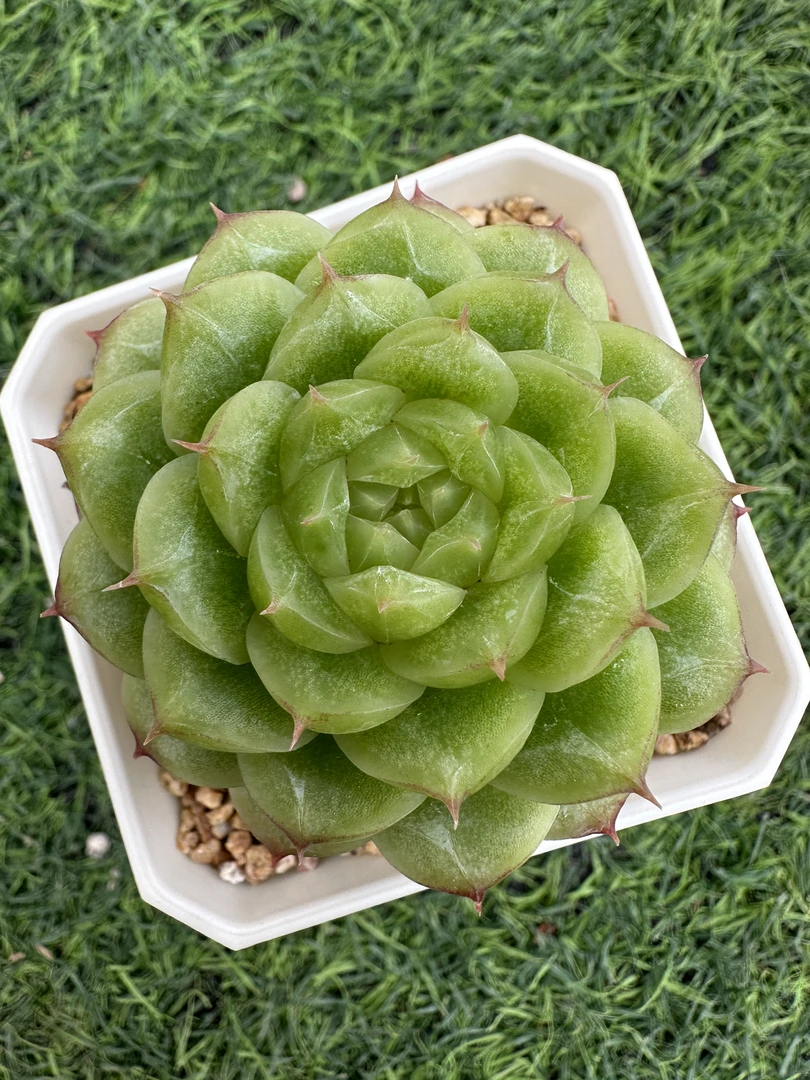 1号福利框精控多肉  脱土发货群生不包整（12月17）