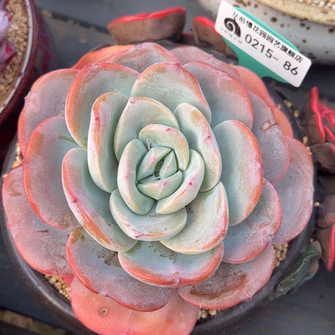 从前慢多肉精选编号0215.86