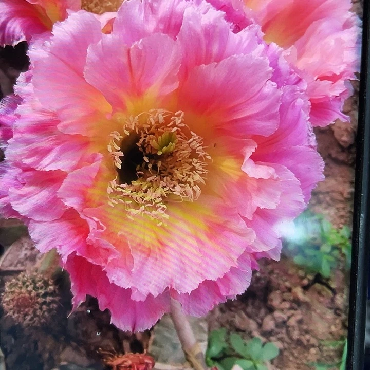 008侧芽歪6-7公分满18包邮