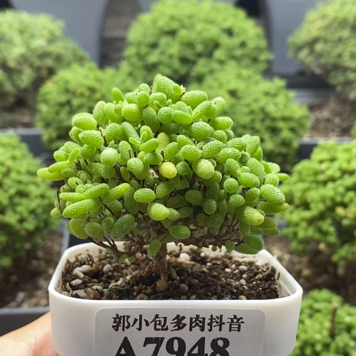 蜜橘糖球7948枝干番杏