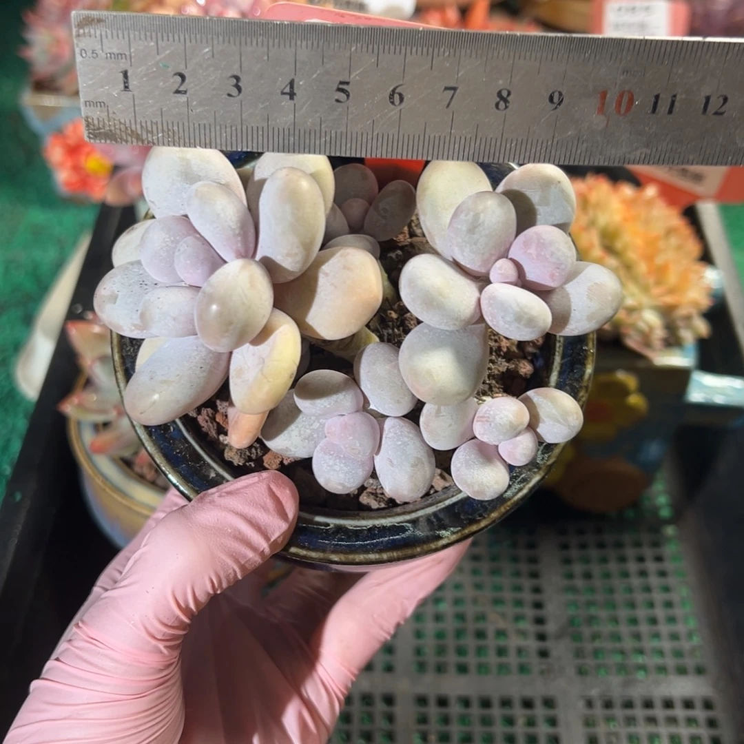 表妹精品多肉植物101: