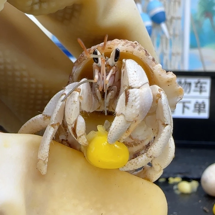 A56纯白 西沙1.4cm口径