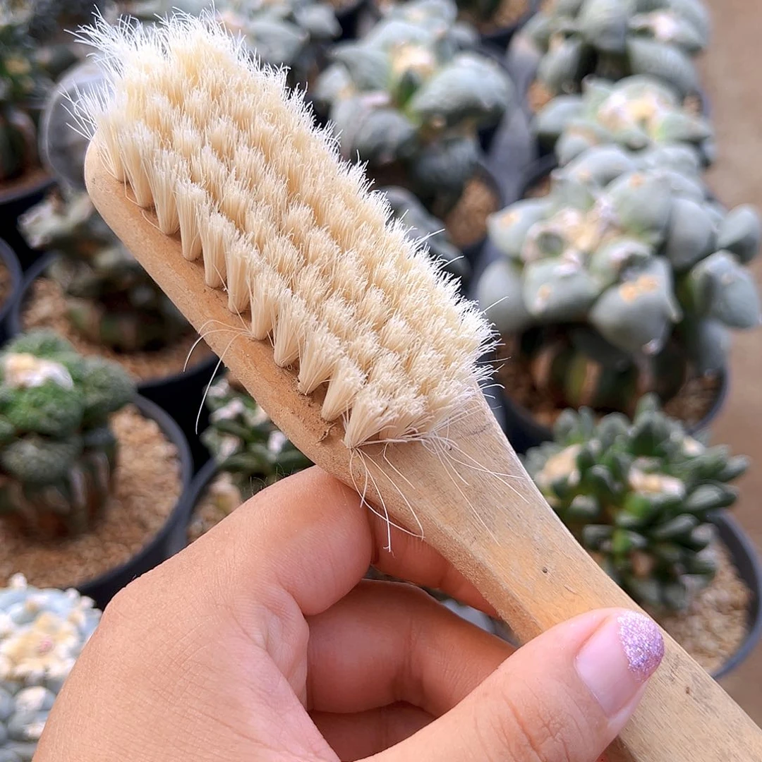 花***匠落地自根肋骨，尺寸4厘米