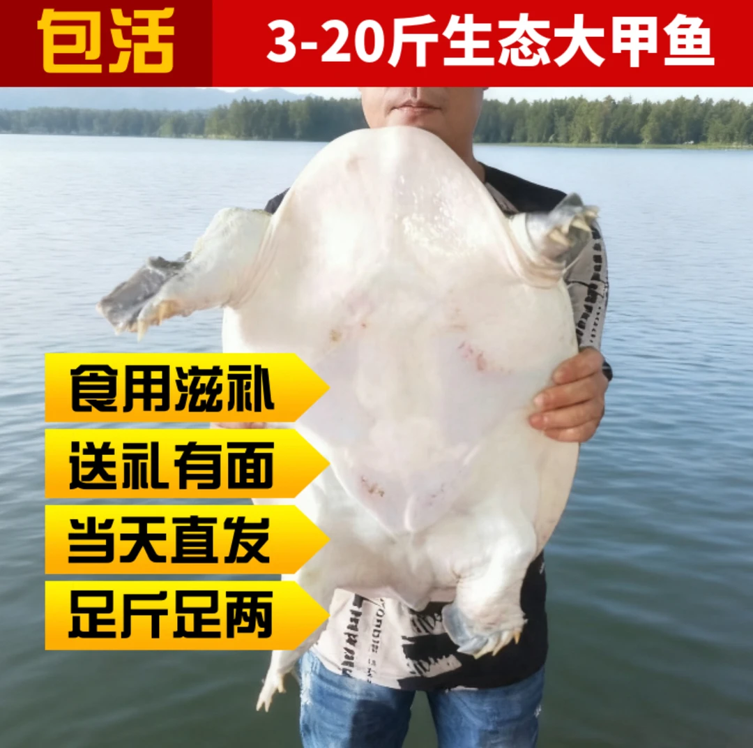 【直播改价】大甲鱼鲜活生态外塘水库散养珍珠鳖团鱼滋补送礼佳品