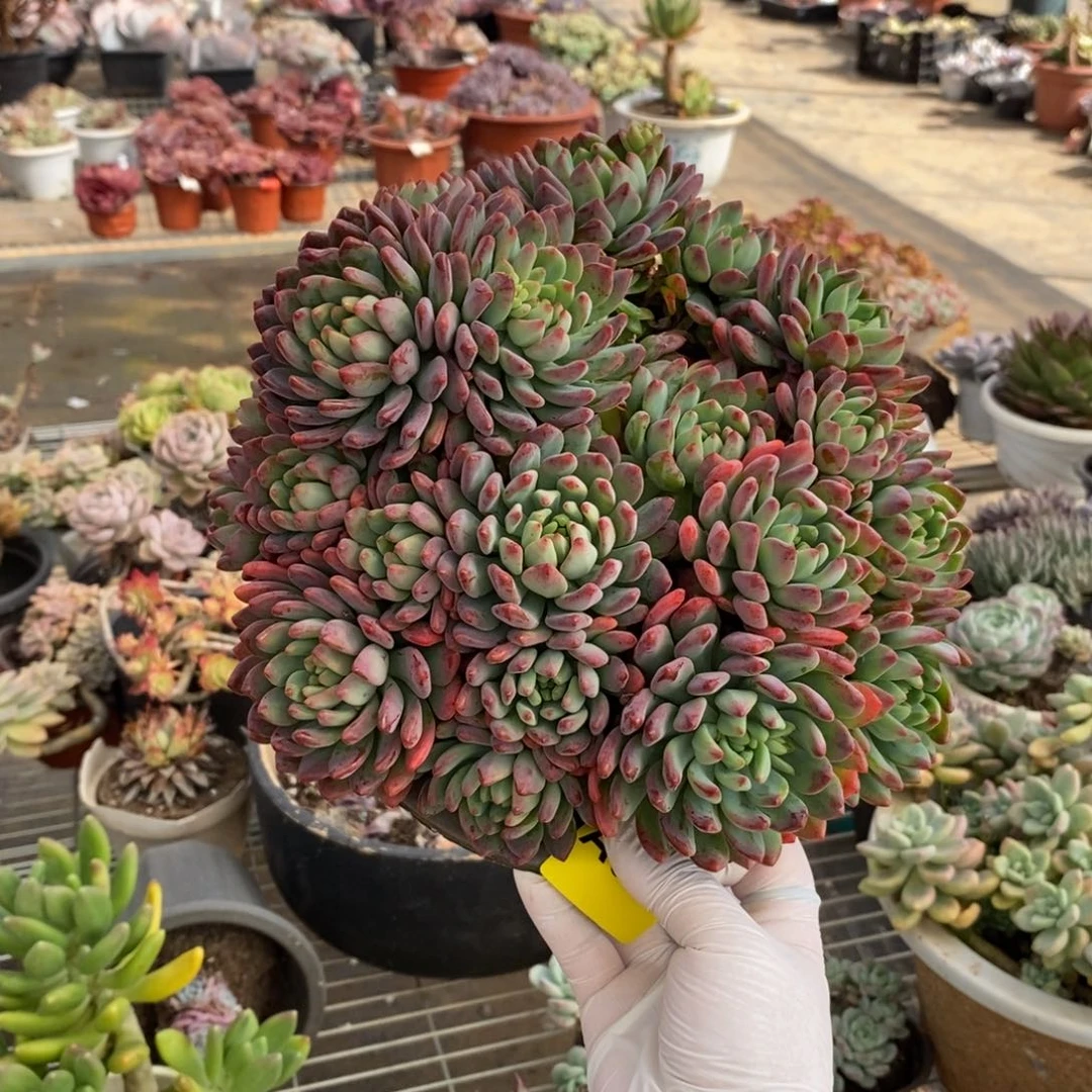 666蓝苹果一物一拍