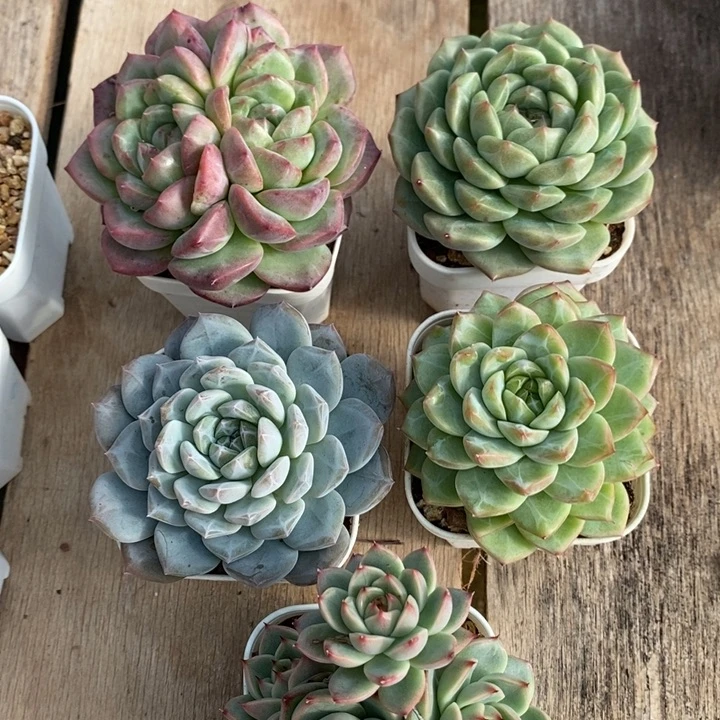 D378- 直播福利 五颗