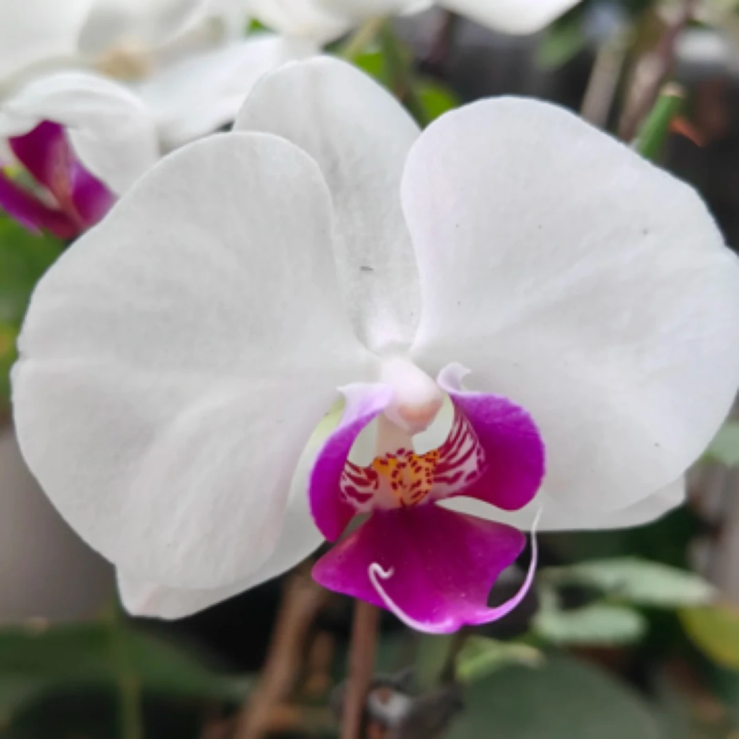 蝴蝶兰2.8杯（雪玉）带花带苞