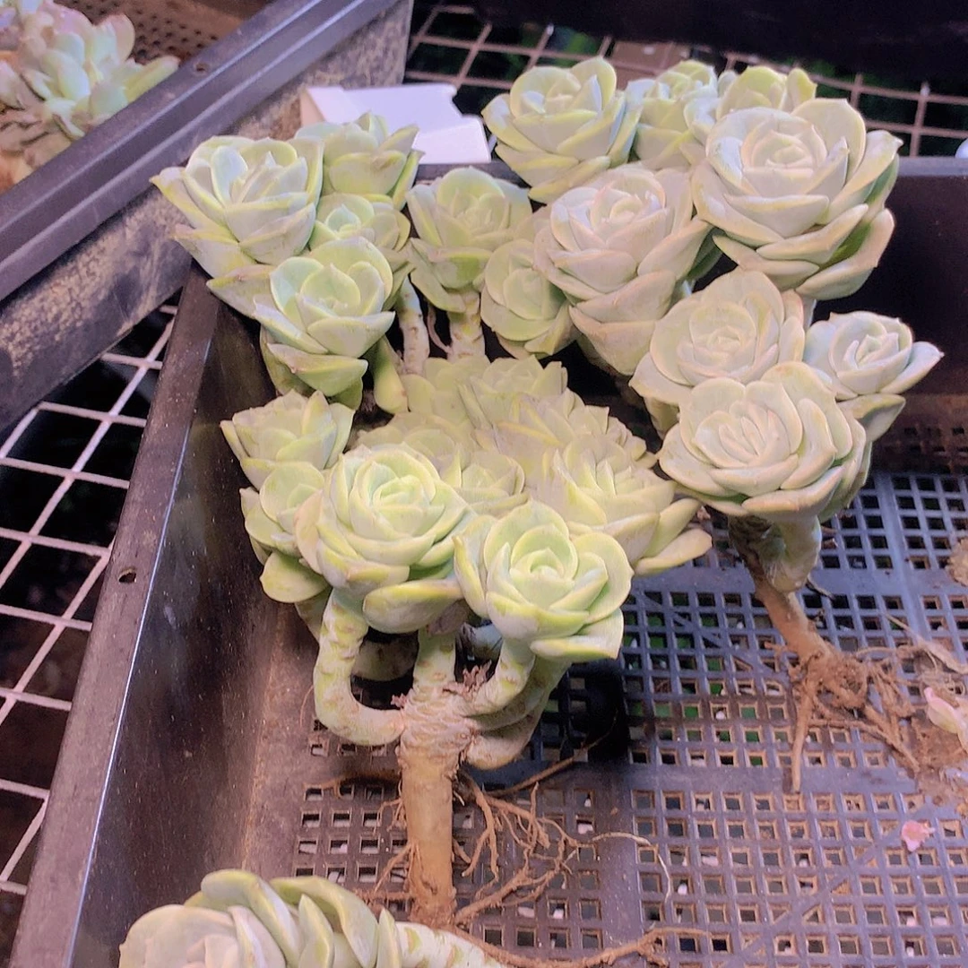 可爱玫瑰群24578990000000