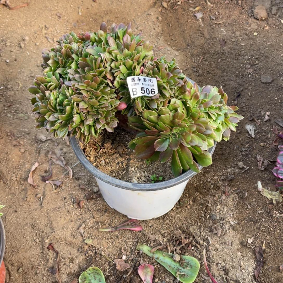 506柠檬多肉法师断枝不包