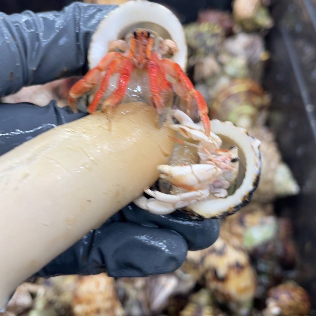 不退不换活体宠物99