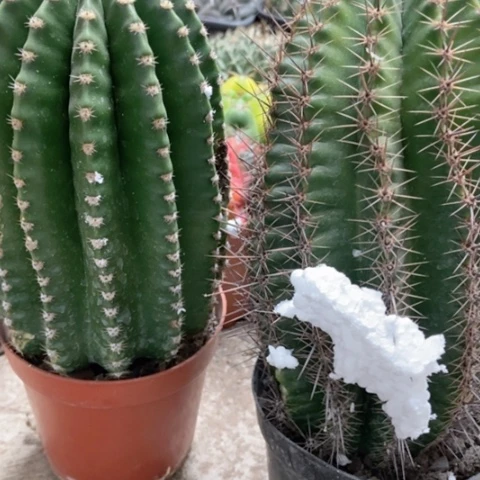 彩草黑金刚仙人球18米仙人球