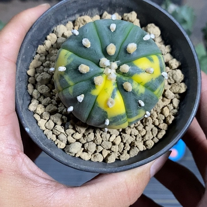 田***喵星兜锦实生脱土发货