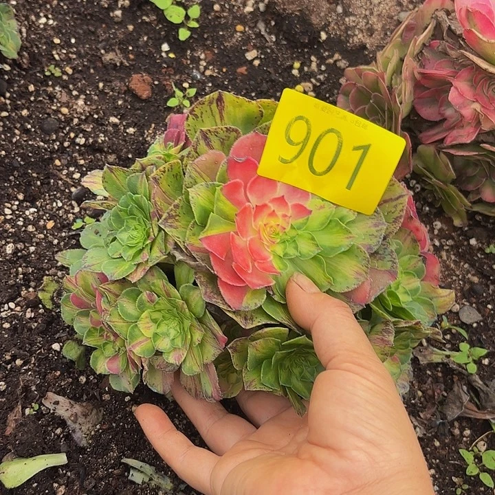 幺***选多肉植物福利901号