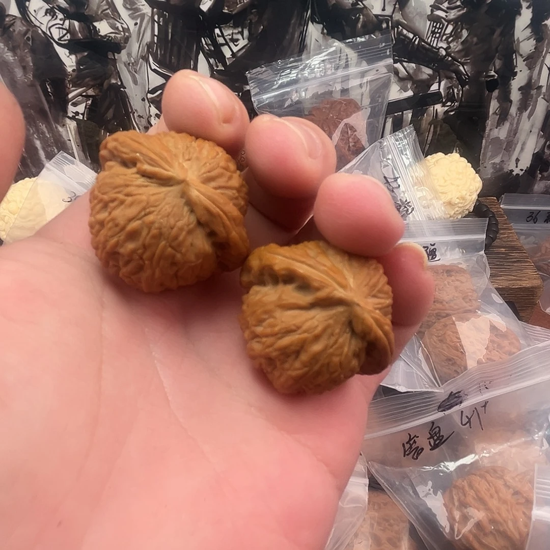 核桃白狮子37尺寸