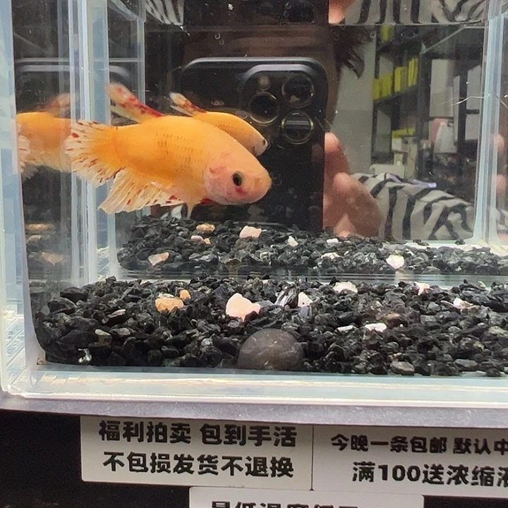 斗鱼竞拍跑单拉黑22日77