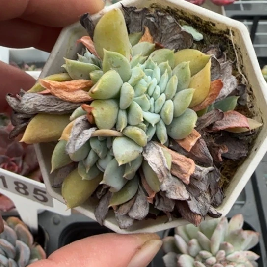 241特玉莲缀多肉植物多