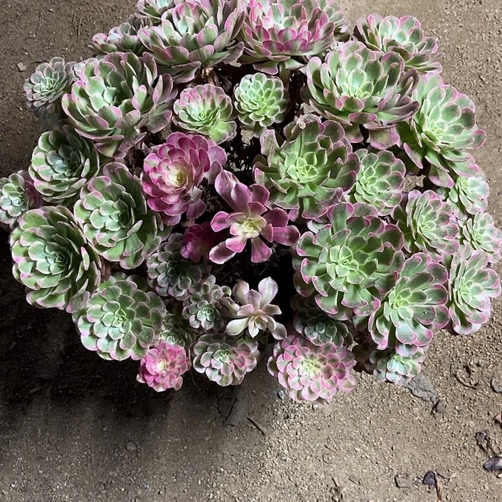 多肉植物霁月锦……
